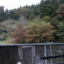 植え込みの準備
