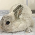 ブンチョ日誌