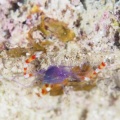 5月13日 Pagurixus maorus