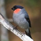 『投稿：BORG107FLによるウソ5態　2022/08/15』の画像