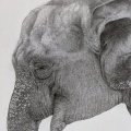 琴塚吉太朗 ― 鉛筆で命を描く動物画家　複製作品をお取り扱いいたします。