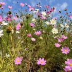 イヌじゃないの、ムスメなの☆