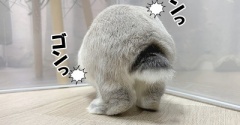 うさぎのルリ(6/19追記)