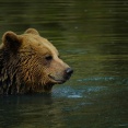 クマはかわいそうだから殺さないで欲しい