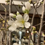 『お花見ドライブ🌸🚌』の画像