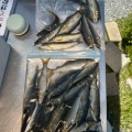 本日の釣果