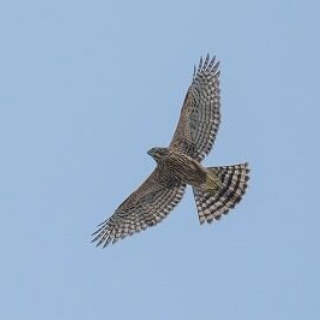 Tokyo_wildbirdpark_blog