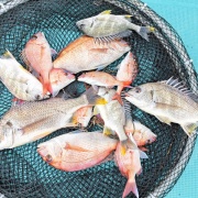 2026年4月10日　釣果