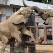 仲良し姉妹の朝のスキンシップ