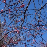 『安行の梅 2016.2.7』の画像