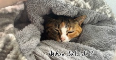 寝床温度計