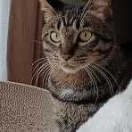 今を生きる～猫と共に