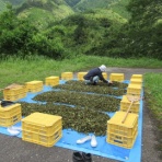 有機無農薬栽培茶　国友農園