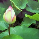 2026新年2日特別 ZOOM坐禅会ー松本自證師