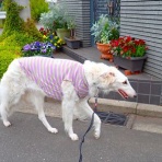 いんちょブログ