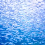 水槽の砂利って不燃も粗大ゴミだめなのな