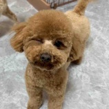 『シェルター卒業おめでとうトリミング🌸』の画像