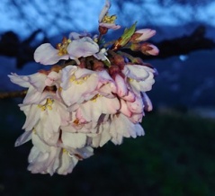 わに塚の桜 3/26 開花情報  本日の出店は御座いません。
