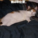 猫に小判を与えたら。 埋蔵金：千八百参拾七両　朝ぁにゃぁ～居るぅ。