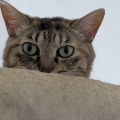 キャットタワーの一番上で　せいちゃん