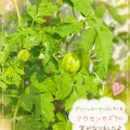 フウセンカズラに実がなりました！