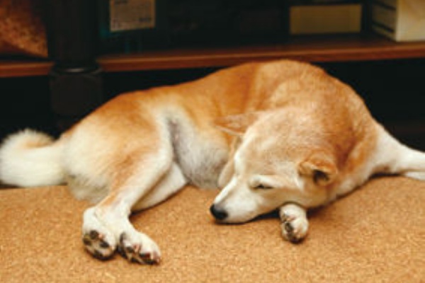 まりちゃん 柴犬 １５歳 健康あっての愛犬生活