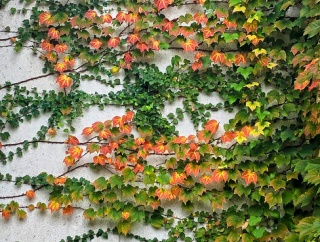 蔦 の 紅葉が始まりました　
