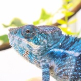 『パンサーカメレオン入荷しました！』の画像