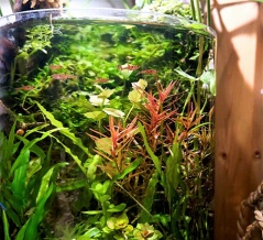 真っ赤な葉っぱのロタラさん