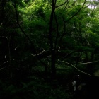 『投稿：横浜のホタル③　2022/06/14』の画像