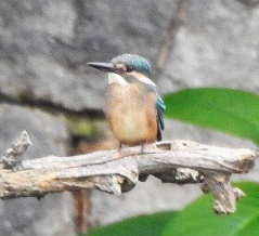 2026年6月20日の野鳥公園