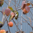 今年の柿_2025 その3