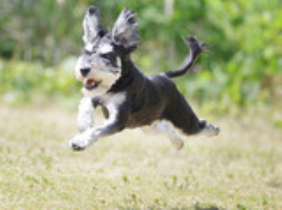 5-9-4　岩田　ポテくん　1歳　南あわじドッグラン・飛行犬撮影所にて