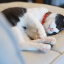 猫が来た日