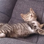 にゃんこ速報～修羅場・キチママ・生活まとめ～