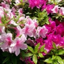 『夢…の続き？』