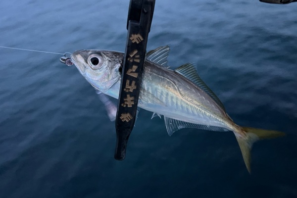 バートン　半被　はっぴ　非売品　レア S/S PRINTED TEE 