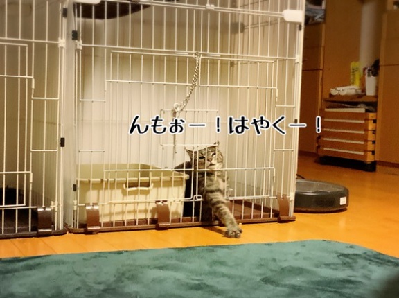 可憐な美少女はまーぼーろーしぃー