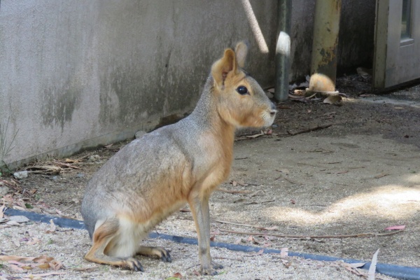 天王寺動物園スタッフブログ マーラ