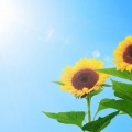 初めて見た、墓じまいされた跡地