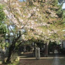 またナニワイバラ。