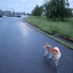 柴わんこと暮らす日々