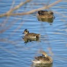坂田ケ池総合公園、房総のむら、印旛沼北部調整池の冬鳥観察記