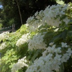 『紫陽花のある風景　８』の画像