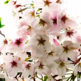 『未来を切り拓く若者たち(5250回記念)(10)』の画像