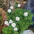 死別してから大きな危機が多いと感じるのは