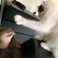 パンチしたら許さないにゃもん！
