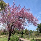 日毎バラは咲き進んでいます♪