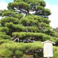 熊谷よろひかけ松（黒谷さん）