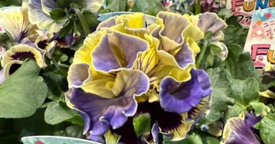 ＊おや？ホムセンにドラキュラが？！